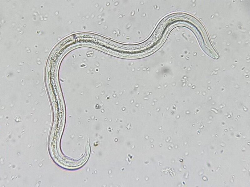 Lungworm