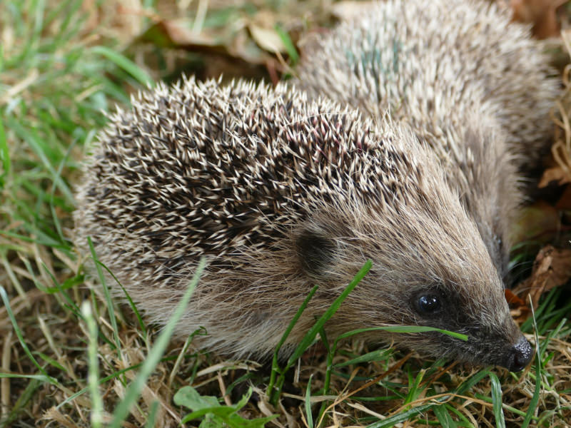 Hedgehog venturing into the big world