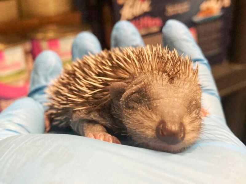 Hoglet asleep in my hand