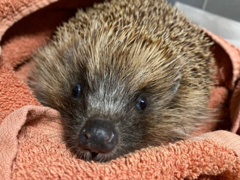 hedgehog dry after a bath